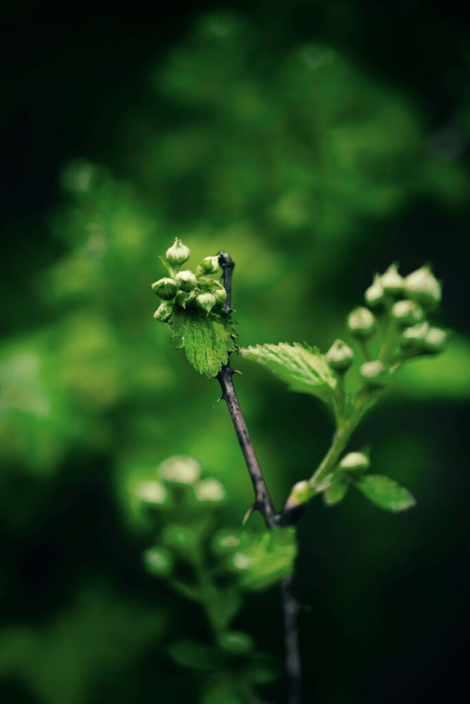 Serene Nature Wallpaper: Budding Green Flowers on Lush Background