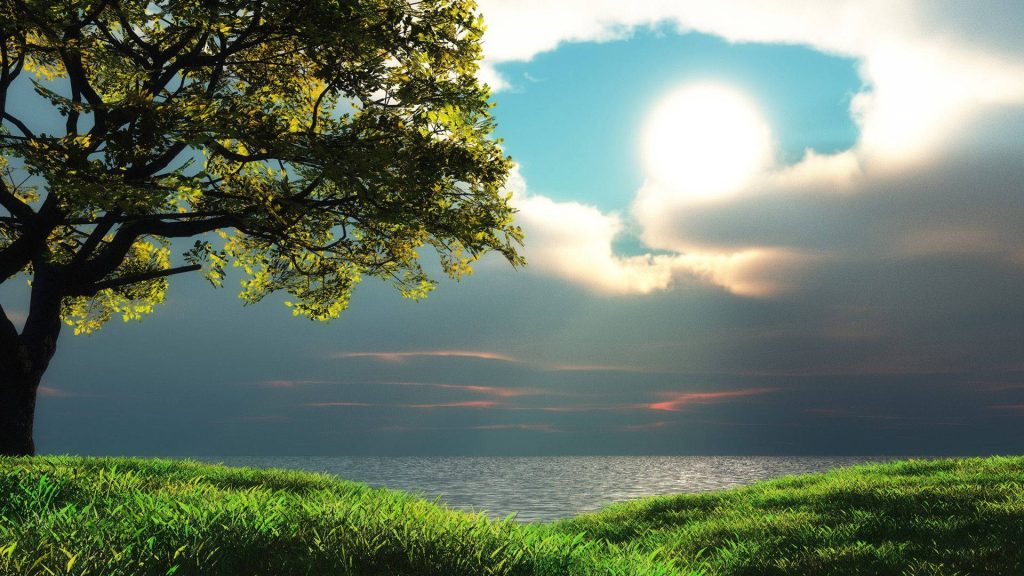 Solitary tree on grassy hill by calm water under soft sunlight and cloudy serene sky wallpaper