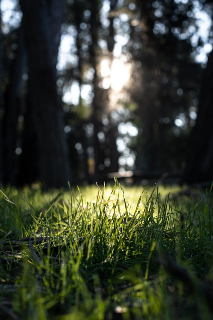 Serene Green Grass Wallpaper: Sunlit Park Nature Background