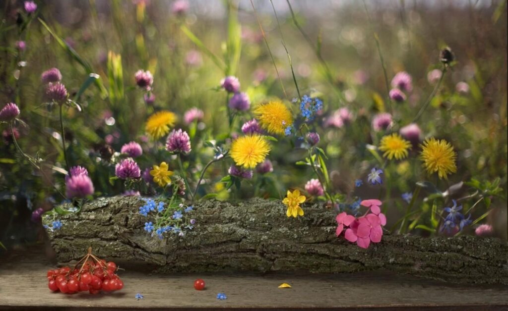 Serene Nature Wallpaper: Dandelions, Clover & Rustic Log Scene