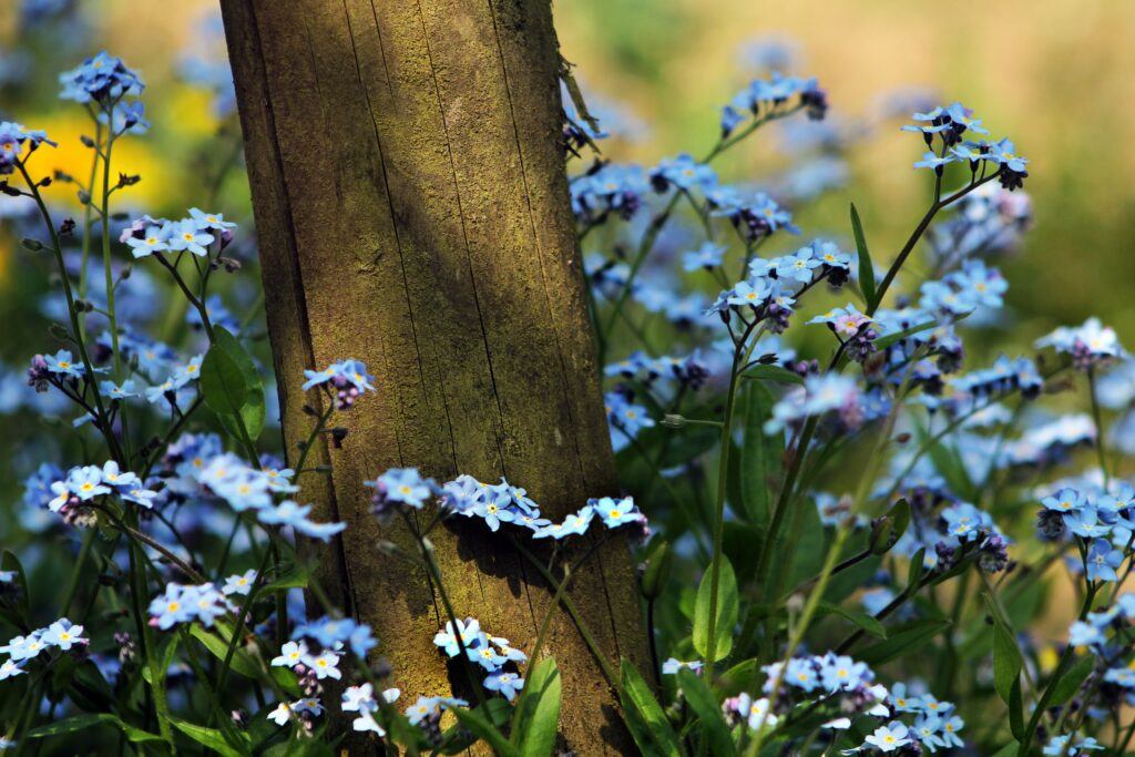 Serene Nature Wallpaper: Delicate Blue Flowers & Sunlit Tree Trunk