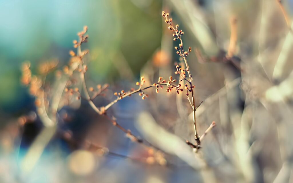 Serene Nature Wallpaper: Delicate Branch with Buds & Blurred Background