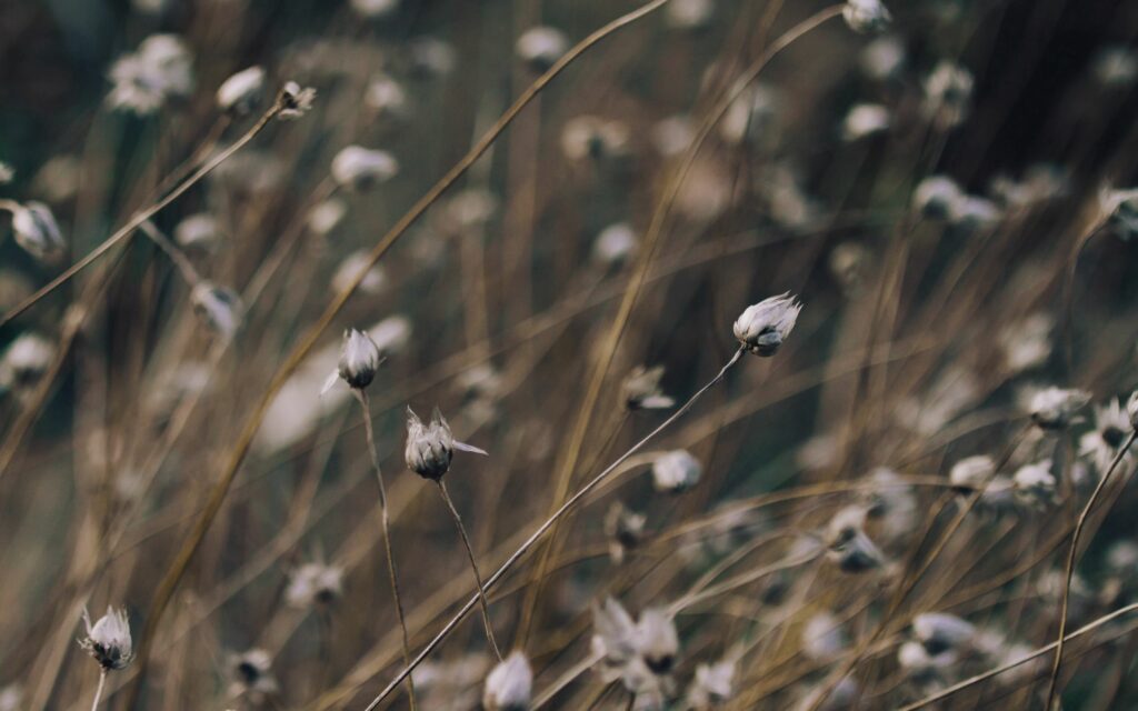 Soft Light Wallpaper: Delicate Grass & Branches Natural Background