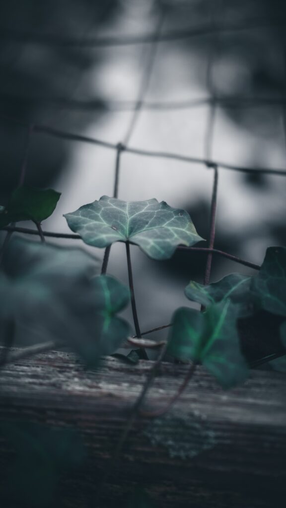 Serene Vine Leaf Close-Up Wallpaper with Textured Mesh Fence