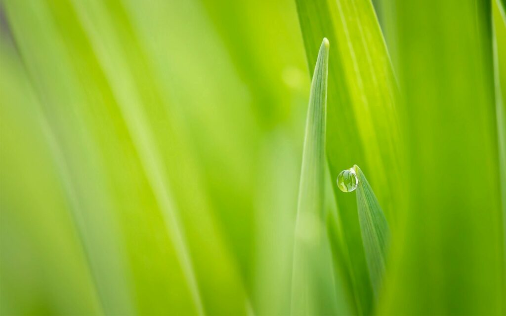 Serene Nature Wallpaper: Dew Drop on Fresh Green Grass Background