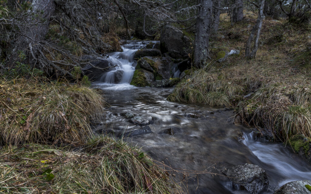 Tranquil stream flowing over smooth stones surrounded by lush grass and tall trees wallpaper