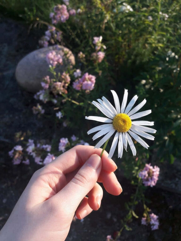 Serene Nature Wallpaper: Hand Holding Daisy Amidst Lush Greenery
