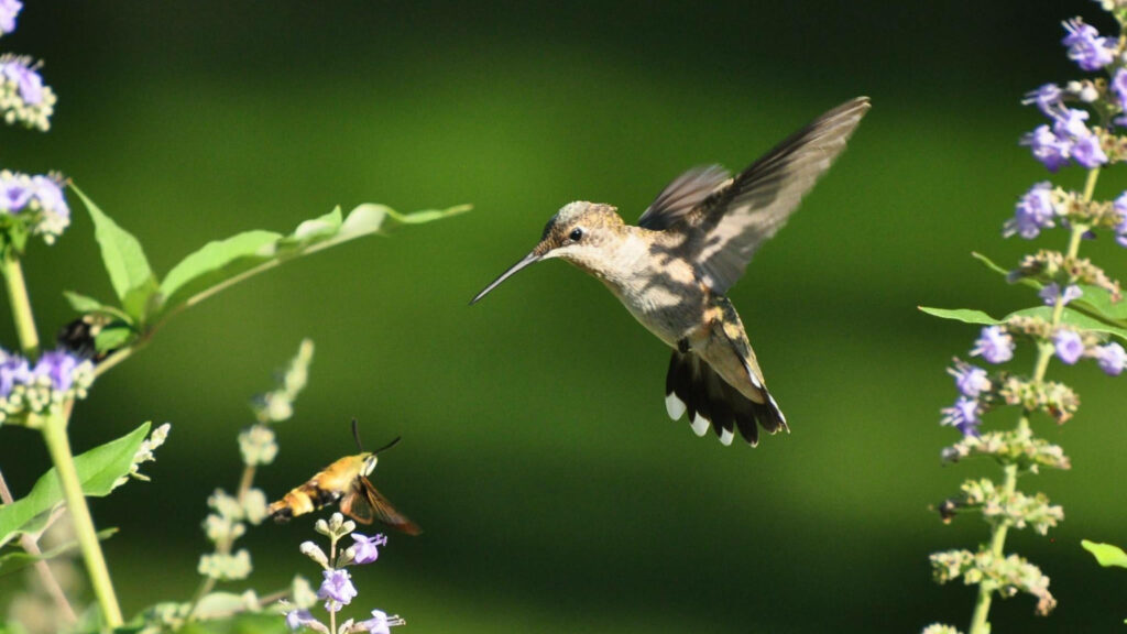 Hummingbird and Moth Amidst Vibrant Foliage - Serene Nature Wallpaper