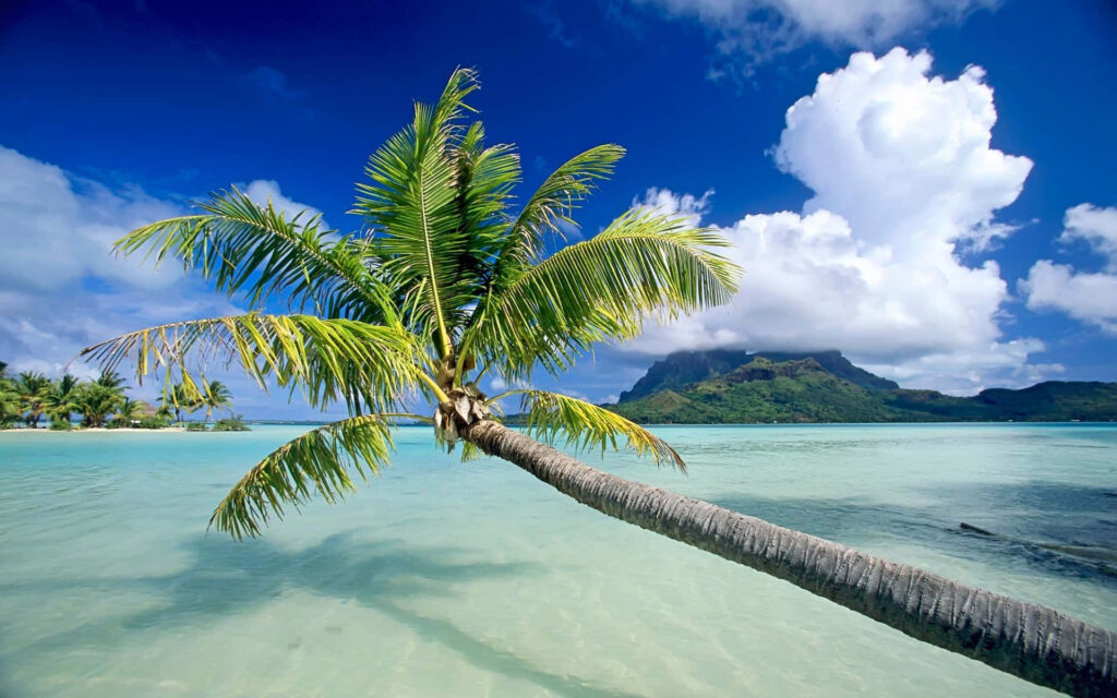 Lone Palm Tree Wallpaper: Serene Nature over Turquoise Waters