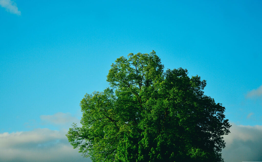 Vibrant Nature Wallpaper: Lush Green Tree & Blue Sky Background