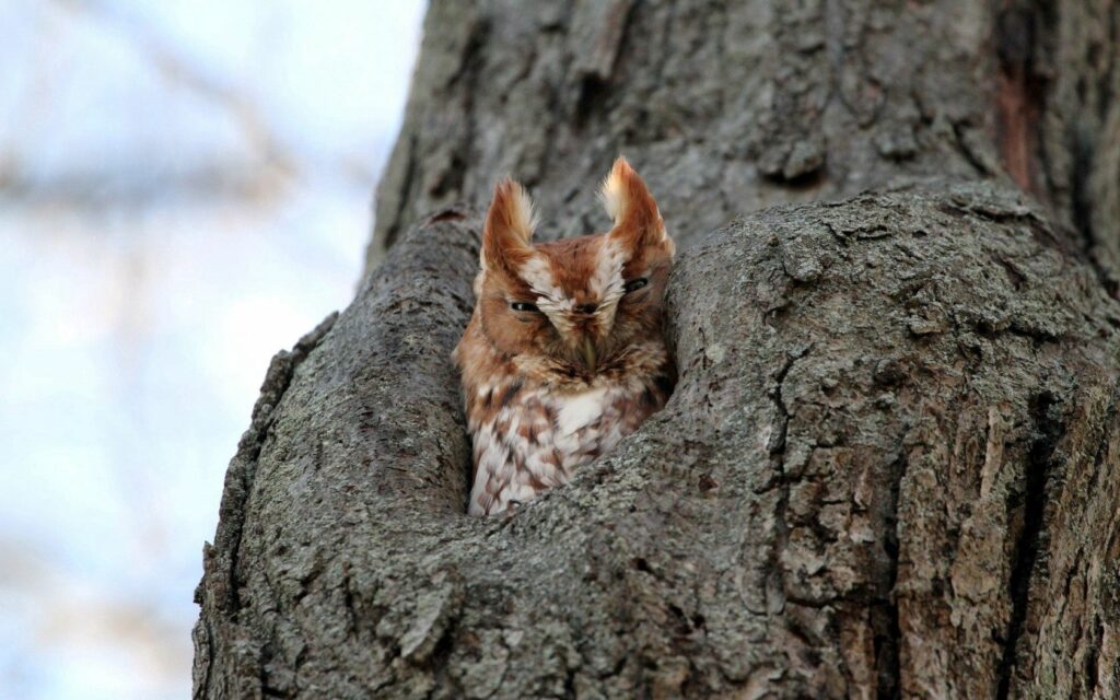 Serene Nature Wallpaper: Owl Nestled in Textured Tree Bark