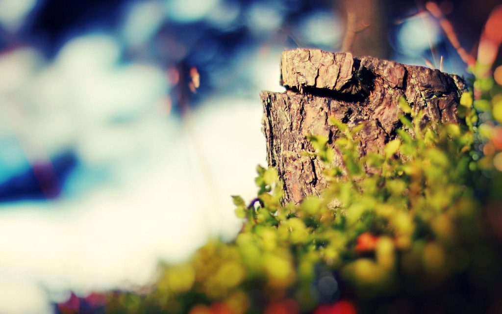 Rustic tree stump with green foliage and soft bokeh background nature photography wallpaper