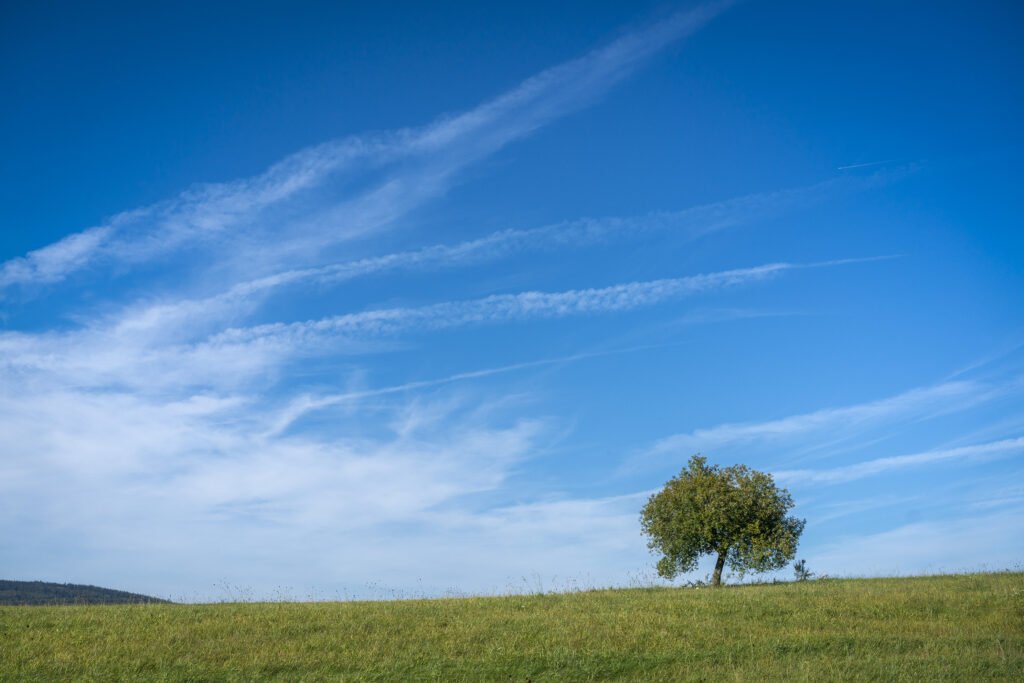 Tranquil nature wallpaper with solitary tree on green grass under blue sky with white clouds