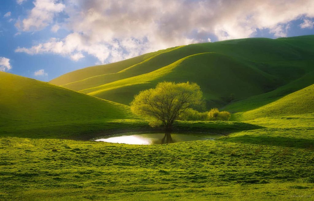 Solitary tree by calm pond in green hills under golden sunlight and soft cloudy sky wallpaper
