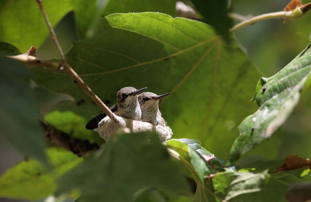 Serene Birds on Green Branch - Nature Wallpaper