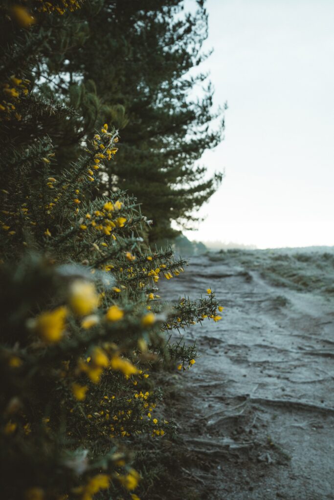 Tranquil Nature Scene: Vibrant Yellow Flowers & Lush Green Bushes Wallpaper