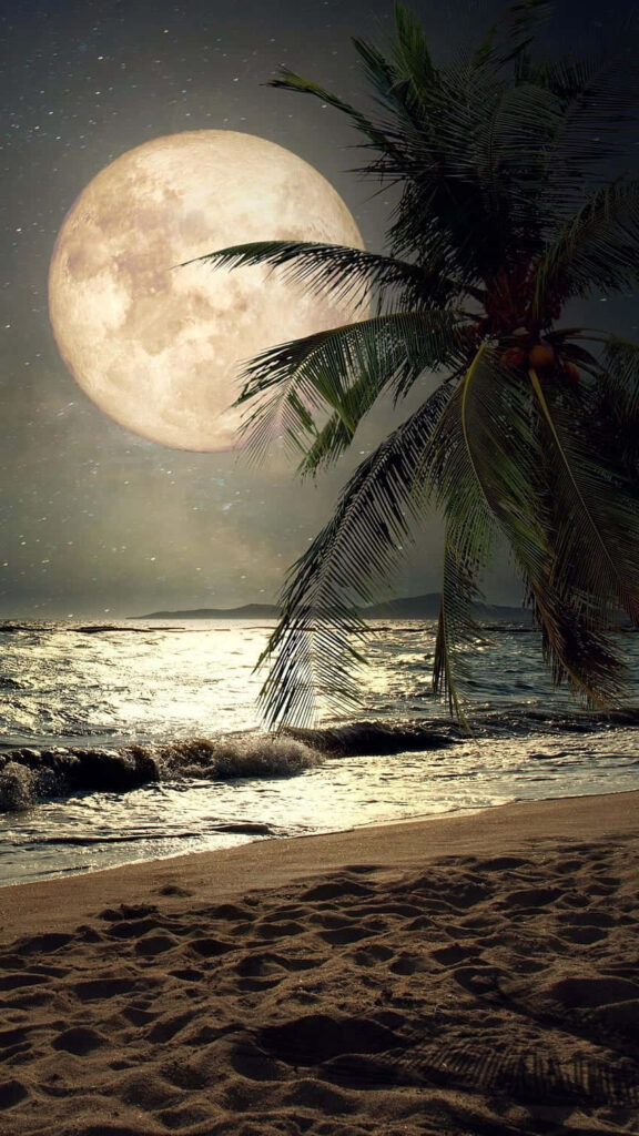 Serene Night Beach Wallpaper: Luminous Moon & Palm Tree Shadows
