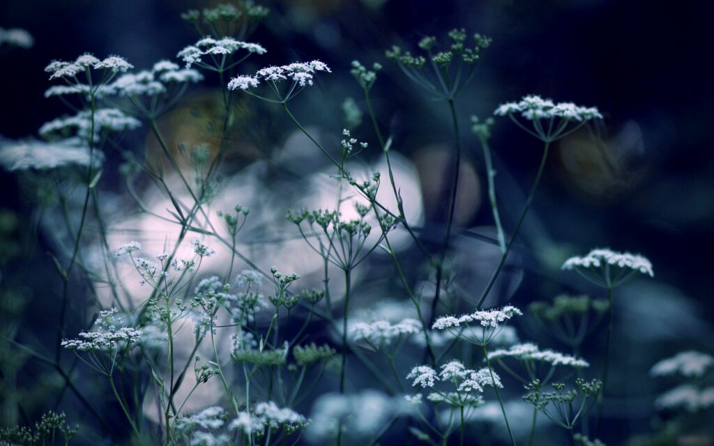 Serene Night Wallpaper: Delicate White Flowers & Illuminated Grass