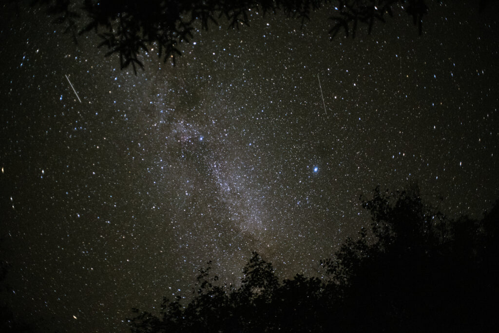 Enchanting Night Sky Wallpaper: Stars & Silhouetted Trees Background