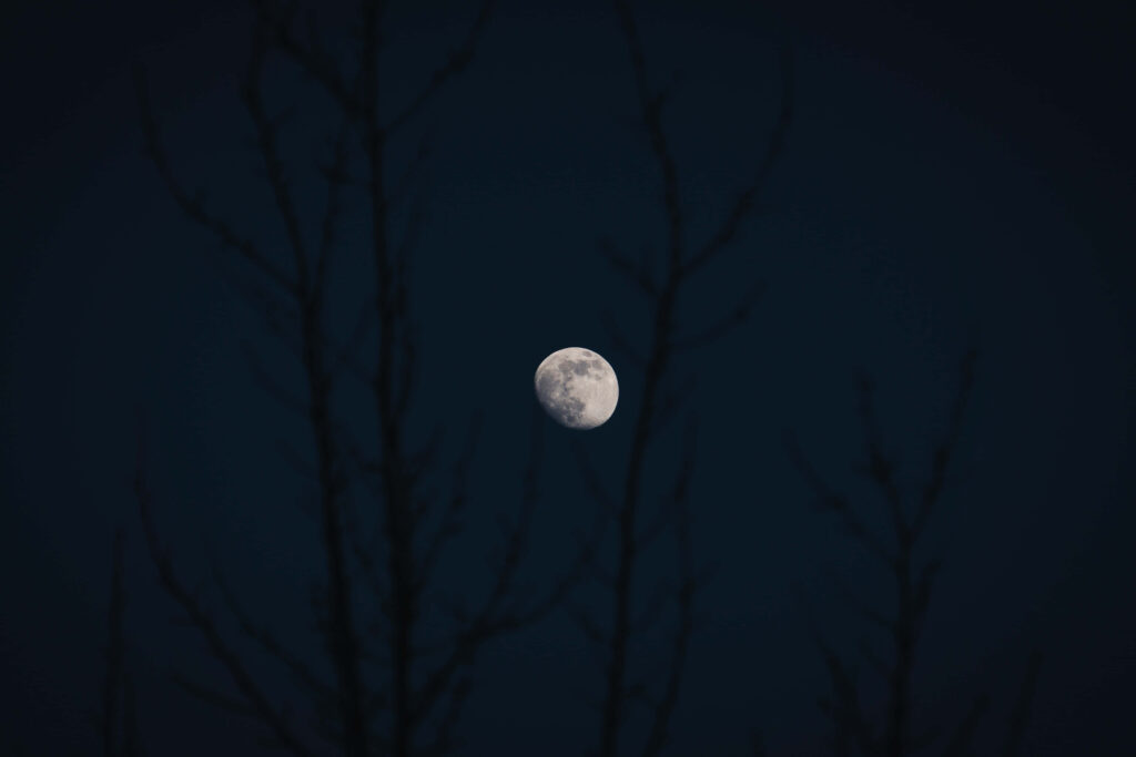 Serene Moonlit Night Wallpaper: Barren Trees & Starry Sky