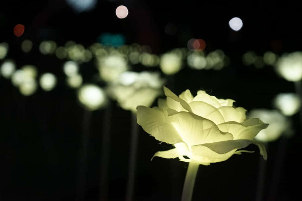 Tranquil Nighttime Rose Garden Wallpaper: Softly Glowing White Roses