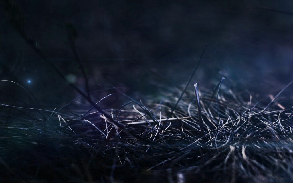Serene Nighttime Wallpaper: Dark Grass & Sticks in Soft Shadows