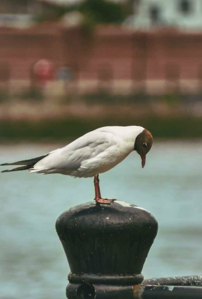 Serene Northern Ireland Waterfront: Black-Headed Gull Wallpaper