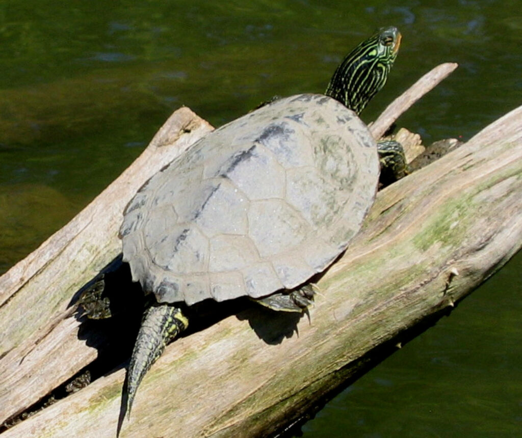 Serene Northern Map Turtle Basking on Tree Branch Wallpaper