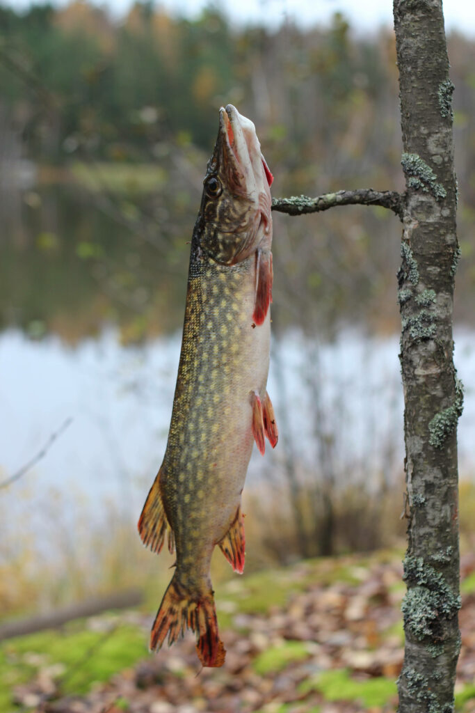 Serene Northern Pike by Lakeside: Rustic Nature Wallpaper
