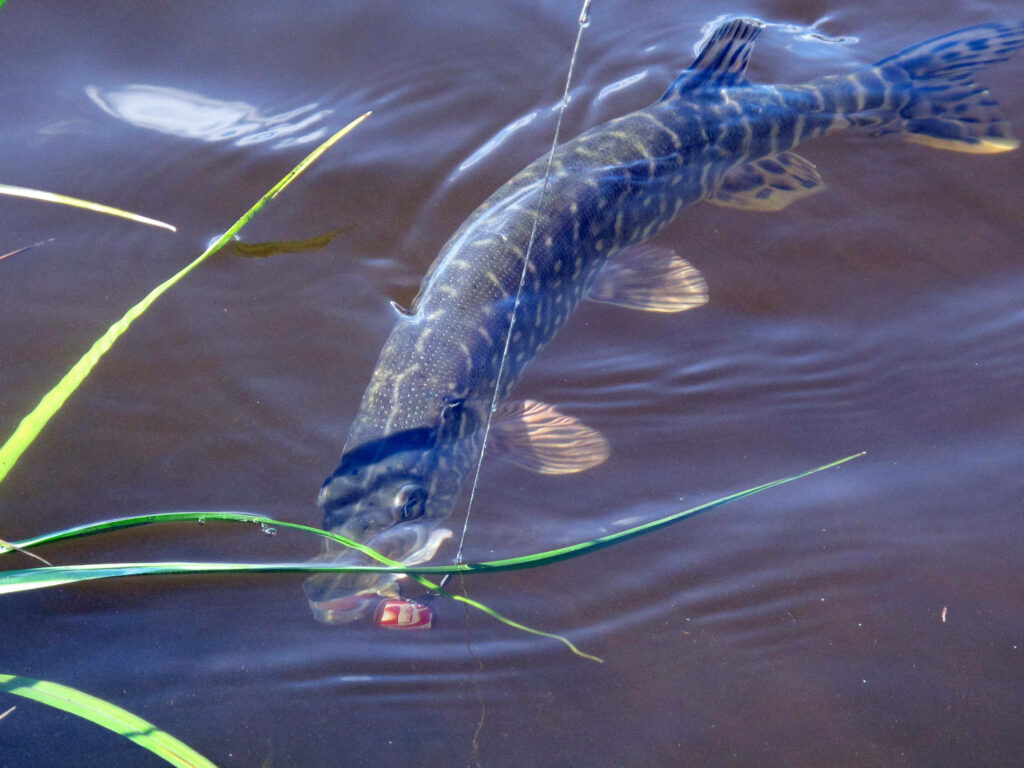 Serene Northern Pike Swimming in Calm Mud Lake Waters Wallpaper