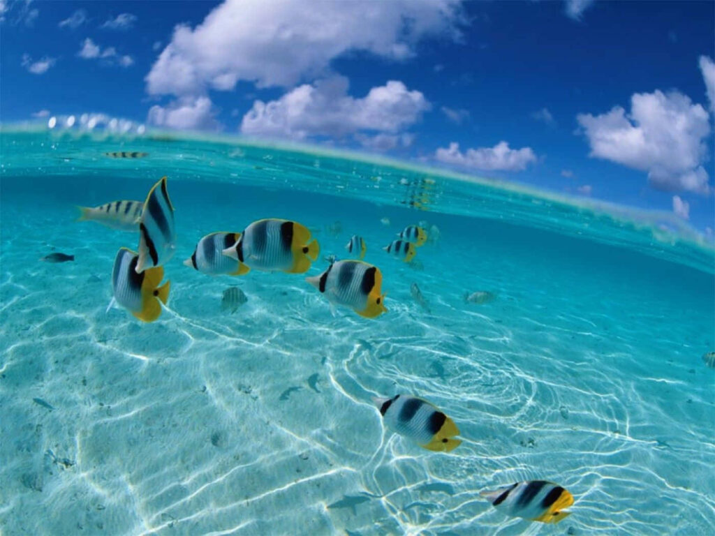 Serene Ocean Desktop Wallpaper: Striped Fish & Turquoise Waters