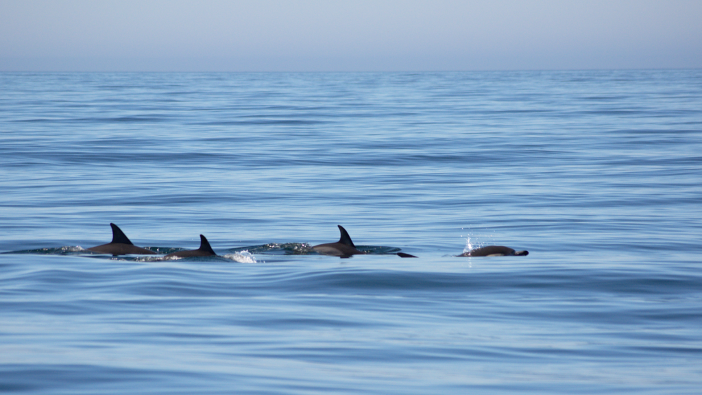 Serene Ocean Wallpaper: Dolphins Gliding Through Calm Waters