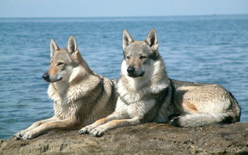 Two Dogs Relax on Rocks by Serene Ocean - Peaceful Coastal Scene Wallpaper