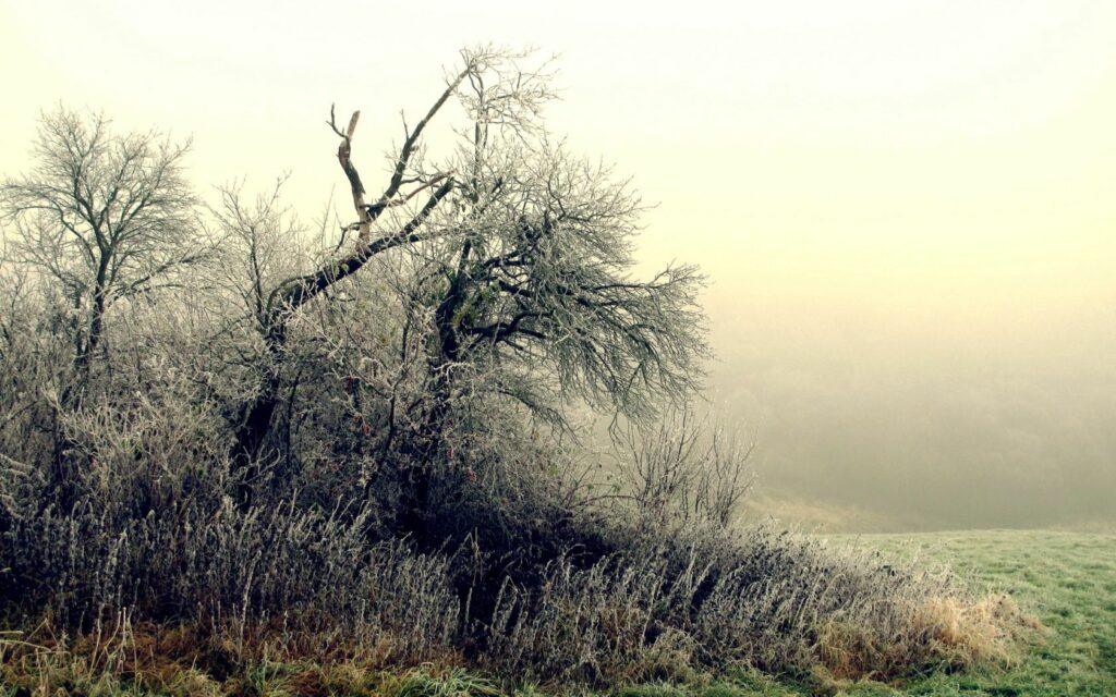 Serene October landscape with frost covered trees bushes hoarfrost on grass and morning fog Wallpaper