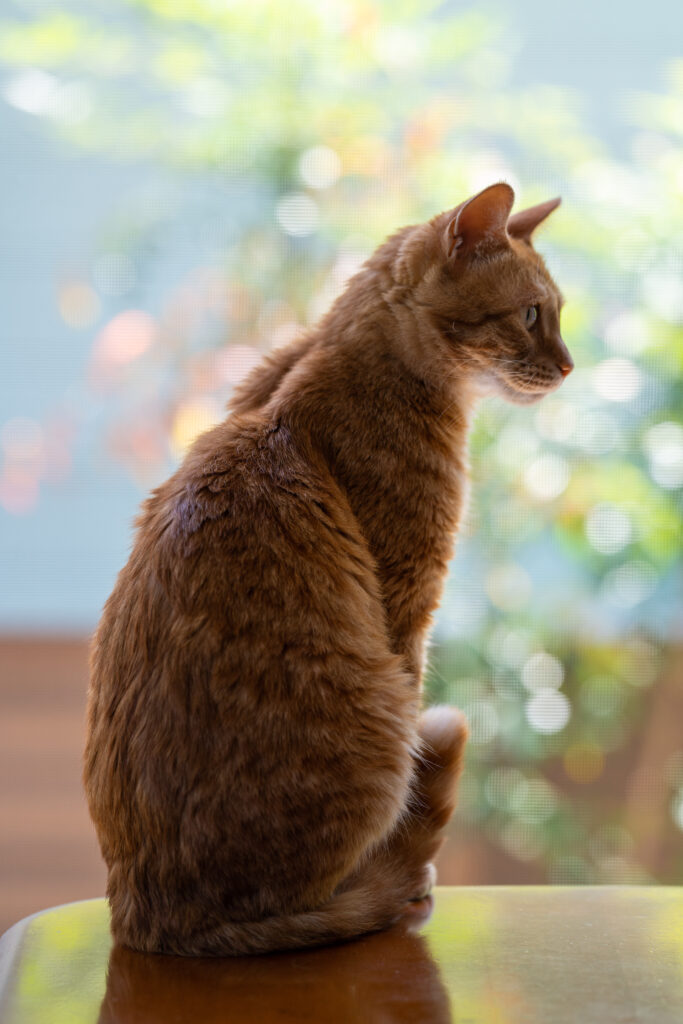 Serene Orange Cat Wallpaper: Peaceful Background for Pet Lovers