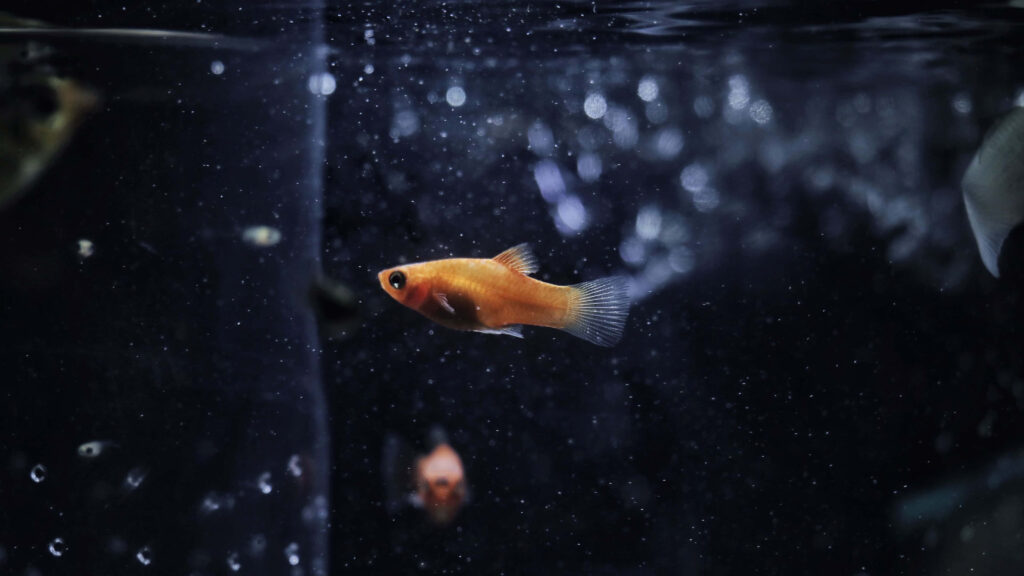 Tranquil Orange Fish Wallpaper: Serene Aquarium Background