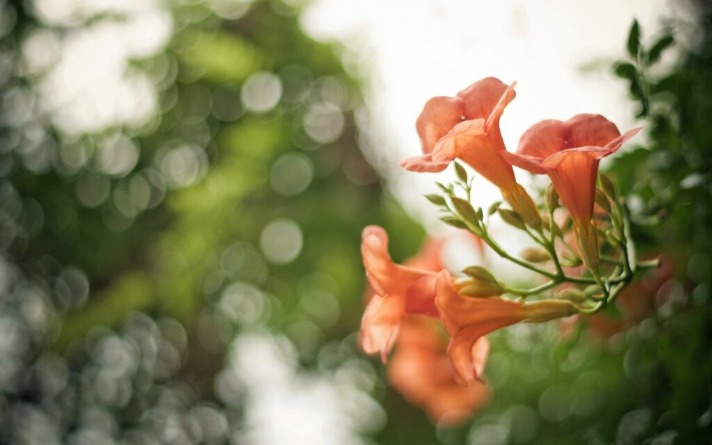 Serene Orange Flowers Wallpaper: Tranquil Nature Background
