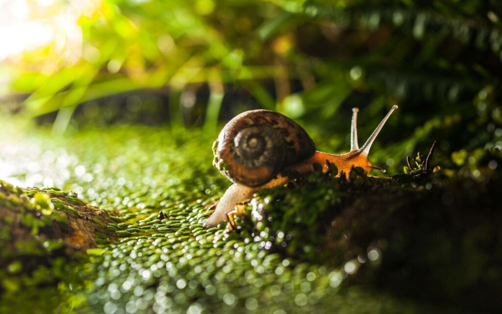 Close-Up of Orange Snail on Lush Mossy Background Wallpaper