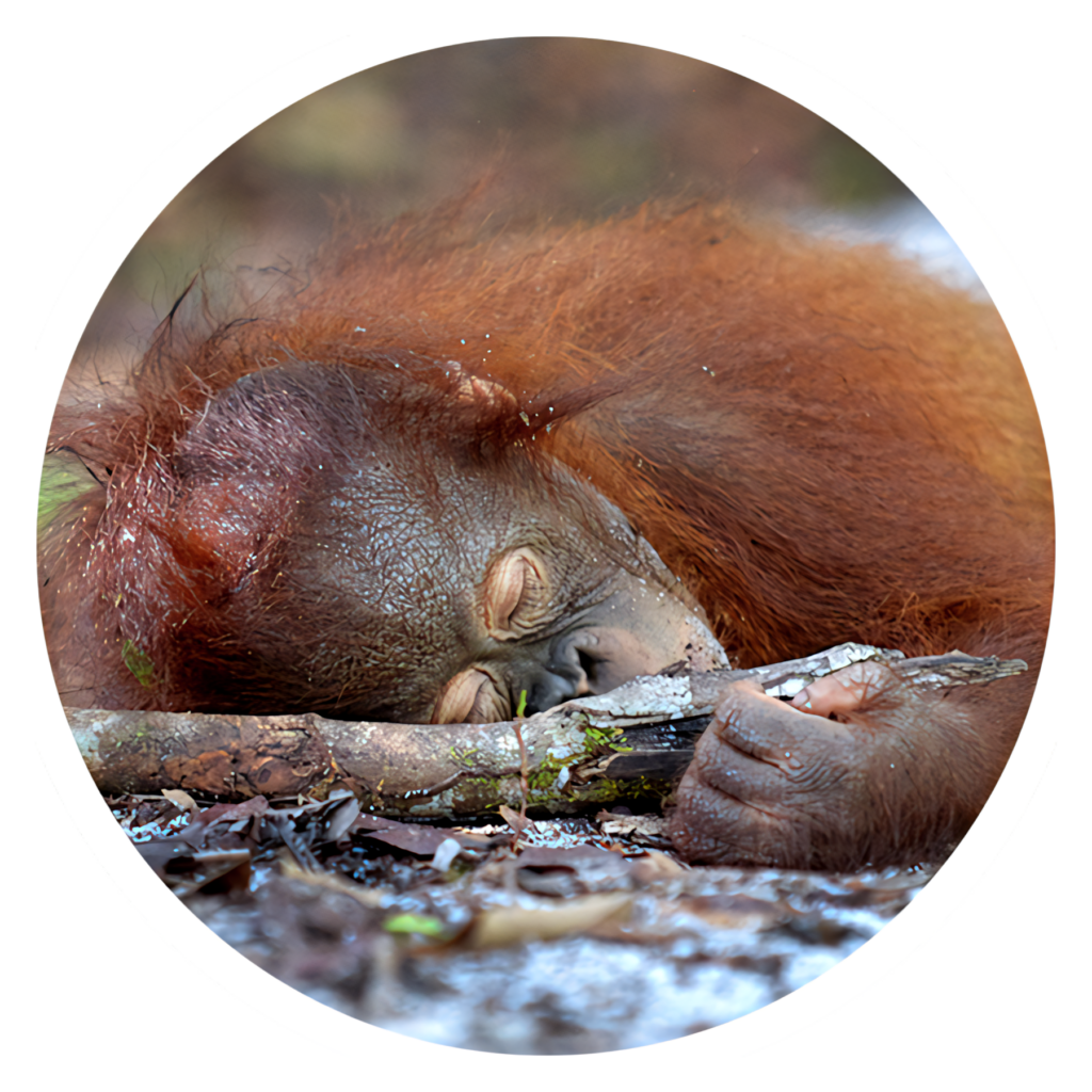 Tranquil Orangutan Napping Wallpaper in Nature