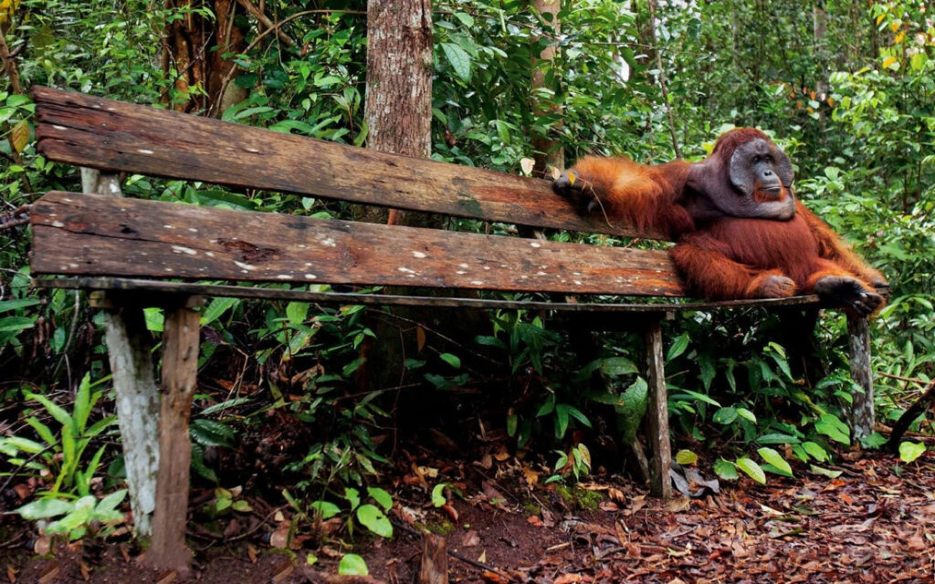 Serene Orangutan on Wooden Bench in Lush Greenery - Nature Wallpaper