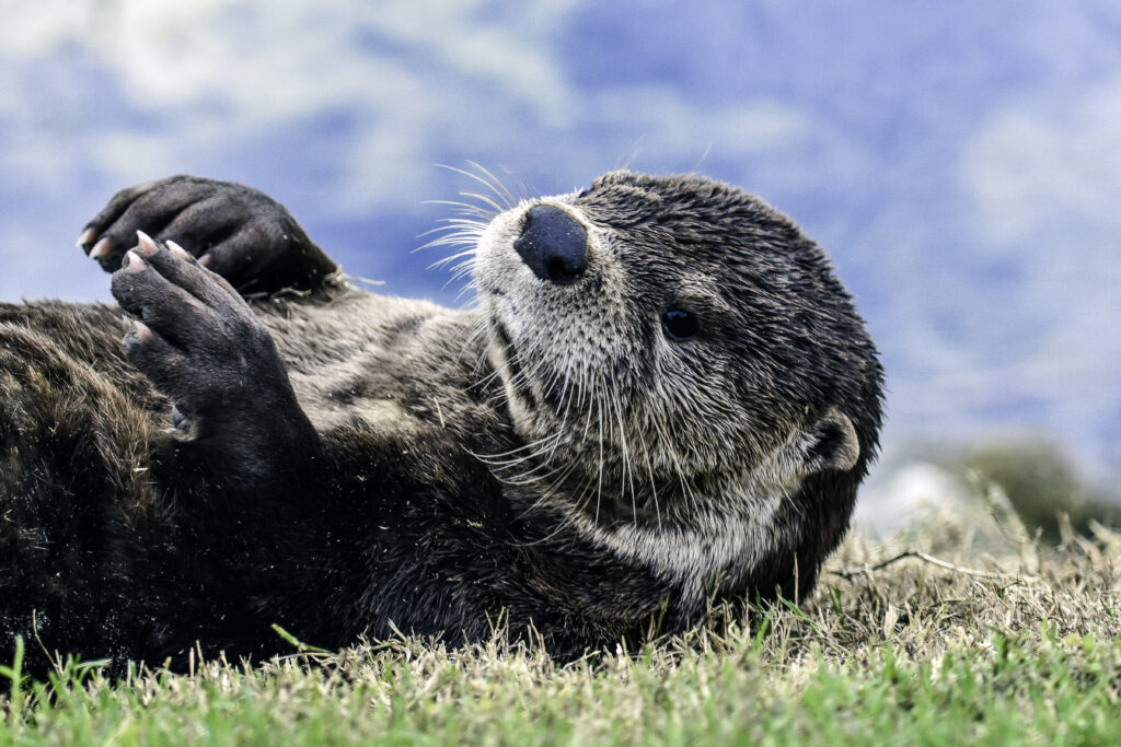 Serene Otter Wallpaper: Charming Scene of Relaxation in Grass