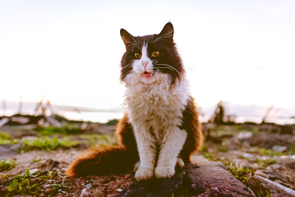 Fluffy Spotted Cat Outdoors: Serene Sunlit Scene Wallpaper