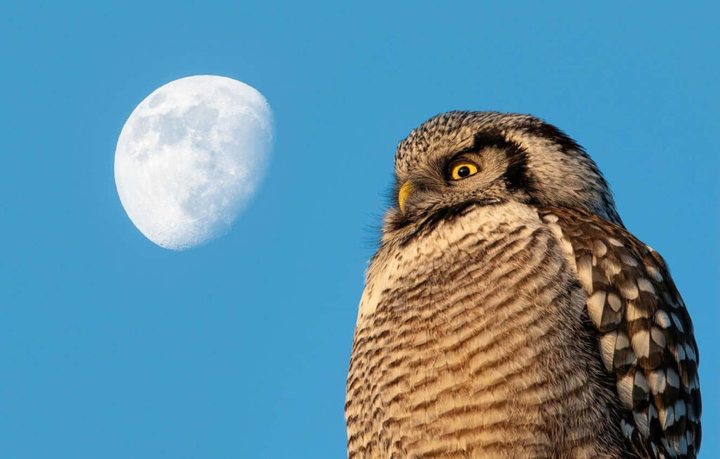 Captivating Owl Wallpaper: Intricate Feathers & Moonlit Sky