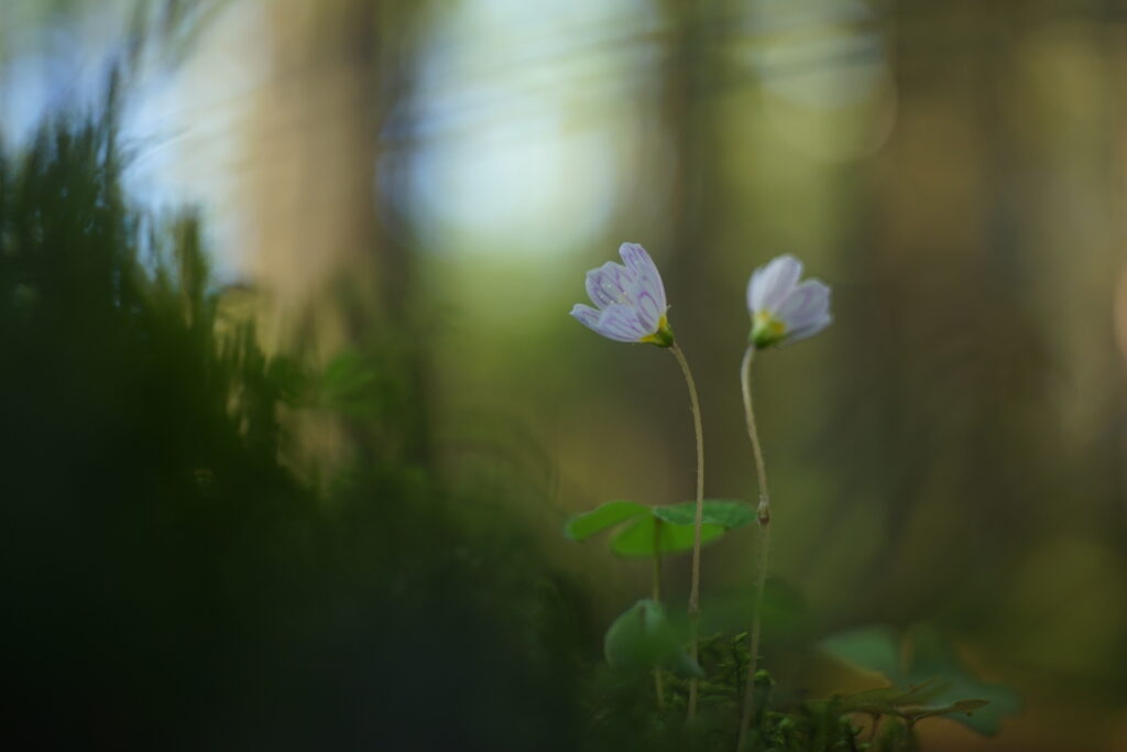 Tranquil Oxalis Flowers Wallpaper with Softly Blurred Background