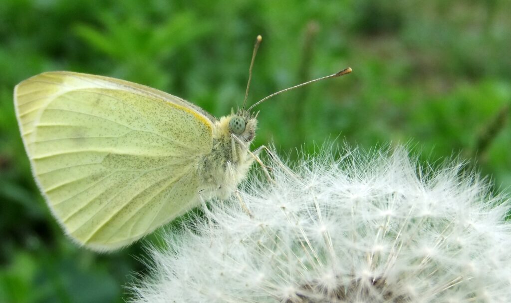 Serene Pale Yellow Butterfly on Dandelion Wallpaper Background