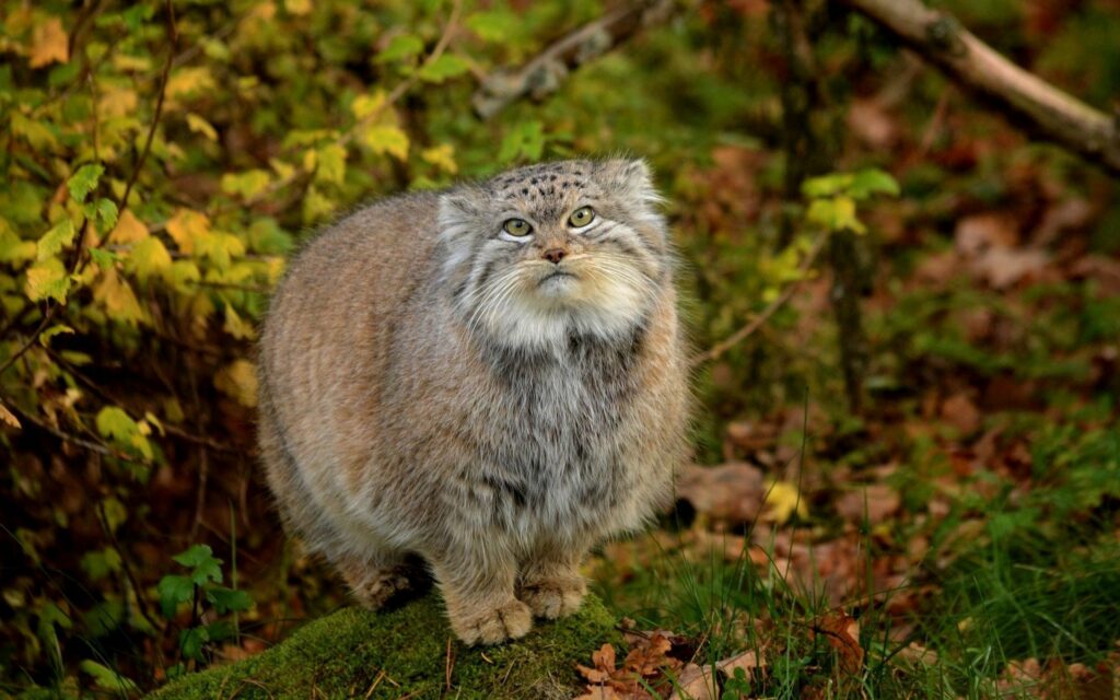 Serene Pallas's Cat in Lush Greenery - Earthy Wallpaper Background