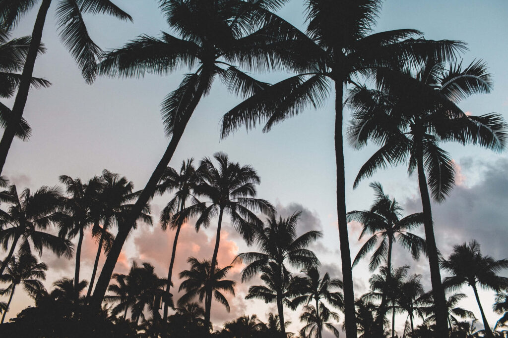 Tranquil Pastel Sky Wallpaper with Silhouetted Palm Trees