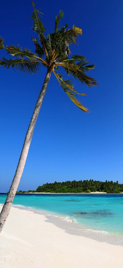 Serene Palm Tree Wallpaper: Turquoise Waters & White Sandy Beach