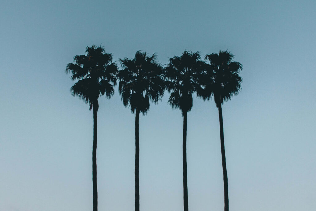 Serene Palm Trees Wallpaper: Tropical Gradient Blue Sky Background