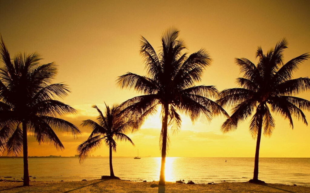 Serene Palm Tree Wallpaper: Golden Sunset Coastal Background